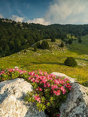 Pastures in Piancavallo, Collalto, Aviano.
