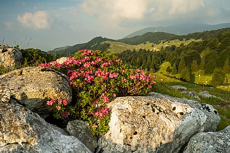 Pastures in Piancavallo, Collalto, Aviano.
