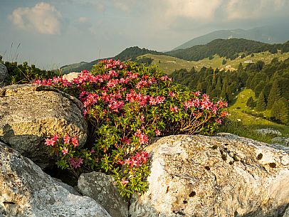 Pastures in Piancavallo, Collalto, Aviano.
