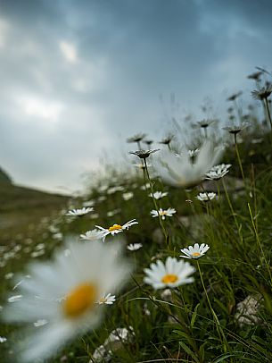 Pastures in Piancavallo, Collalto, Aviano.
