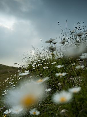 Pastures in Piancavallo, Collalto, Aviano.
