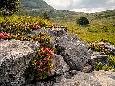 Pastures in Piancavallo, Collalto, Aviano.
