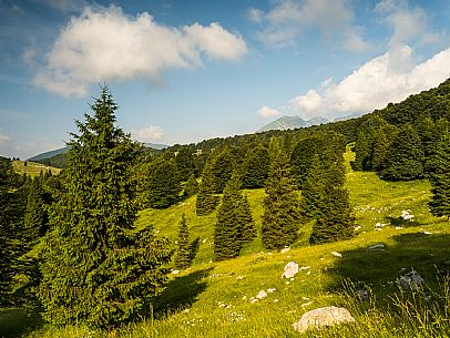 Pastures in Piancavallo, Collalto, Aviano.
