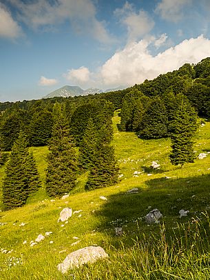 Pastures in Piancavallo, Collalto, Aviano.
