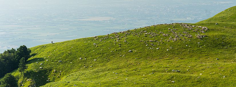 Pastures in Piancavallo, Collalto, Aviano.
