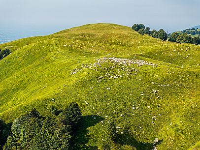 Pastures in Piancavallo, Collalto, Aviano.
