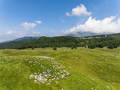 Pastures in Piancavallo, Collalto, Aviano.
