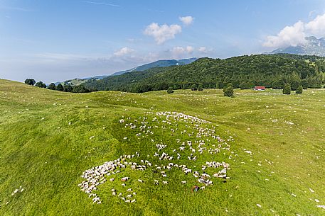 Pastures in Piancavallo, Collalto, Aviano.
