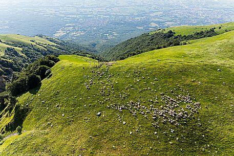 Pastures in Piancavallo, Collalto, Aviano.
