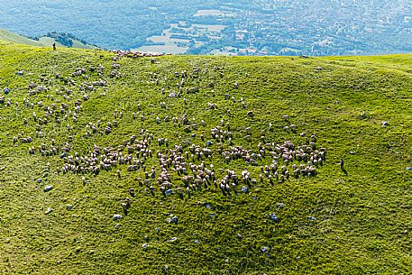 Pastures in Piancavallo, Collalto, Aviano.
