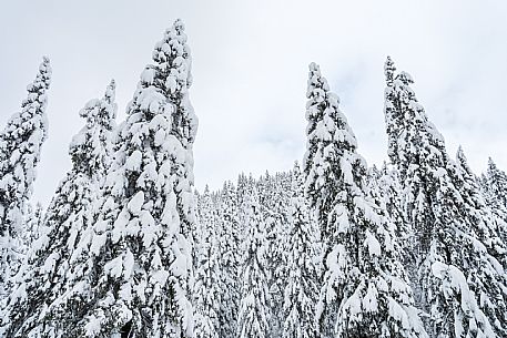 Walk with snowshoes, to the Winkel hut, under heavy snowfall.