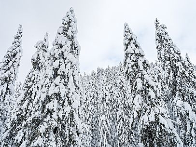 Walk with snowshoes, to the Winkel hut, under heavy snowfall.