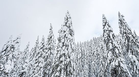 Walk with snowshoes, to the Winkel hut, under heavy snowfall.