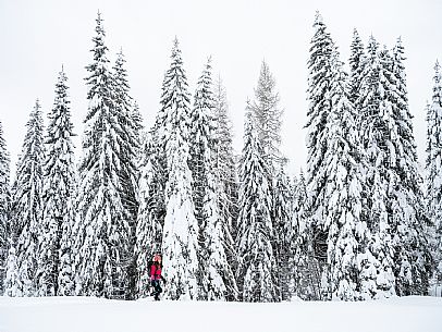 Walk with snowshoes, to the Winkel hut, under heavy snowfall.