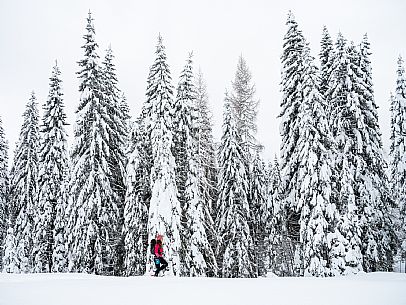 Walk with snowshoes, to the Winkel hut, under heavy snowfall.