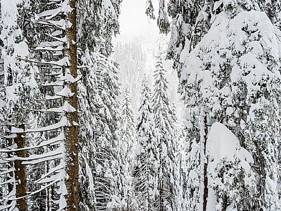 Walk with snowshoes, to the Winkel hut, under heavy snowfall.