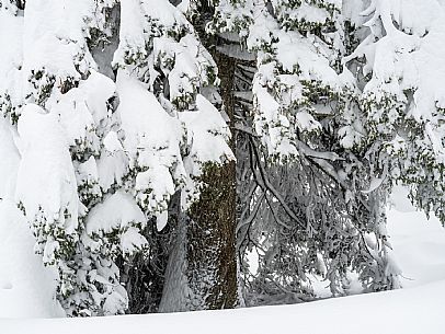 Walk with snowshoes, to the Winkel hut, under heavy snowfall.