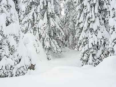 Walk with snowshoes, to the Winkel hut, under heavy snowfall.