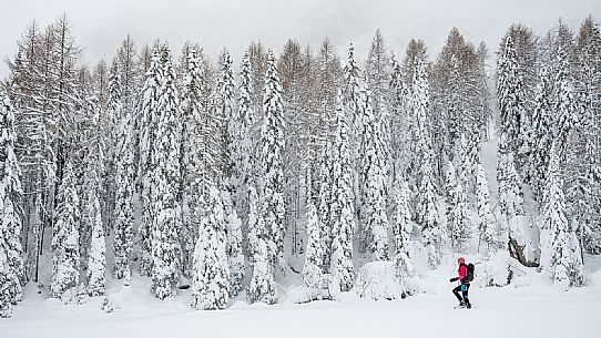 Walk with snowshoes, to the Winkel hut, under heavy snowfall.