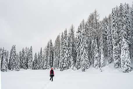 Walk with snowshoes, to the Winkel hut, under heavy snowfall.