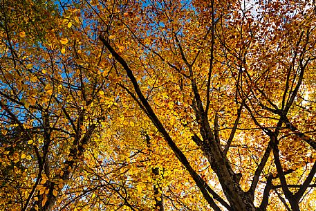 Autumn atmospheres and colours in Piancavallo