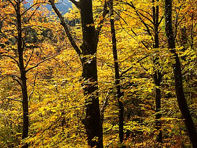 Autumn atmospheres and colours in Piancavallo