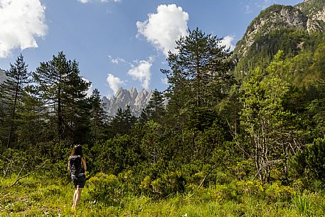 Walking along the fox and bear path in Val Gleris with the majestic Seven Peaks Group in the background, Pontebba Walking along the fox and bear path in Val Gleris with the majestic Seven Peaks Group in the background, Pontebba