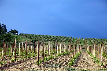 Vineyard