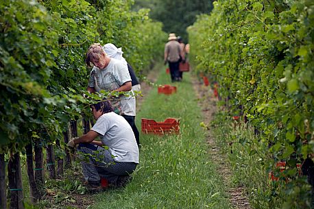 Harvest