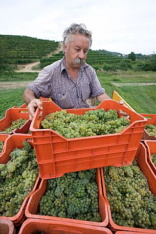 Harvest