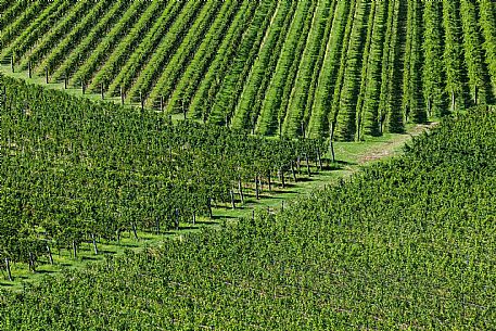 Vineyard in Collio