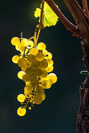 Vineyard in Collio