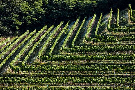 Vineyard in Collio