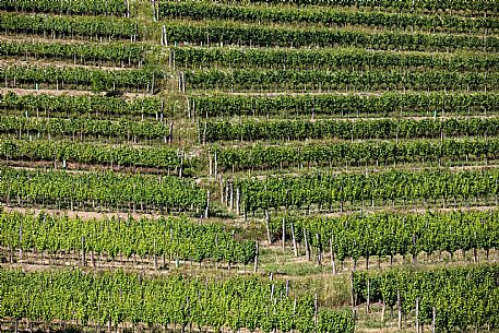 Vineyard in Collio