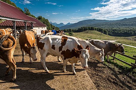 Malga Pian Mazzega