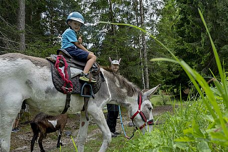 A ride with asino Biagio - Forni di Sopra(Ud)