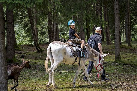 A ride with asino Biagio - Forni di Sopra(Ud)