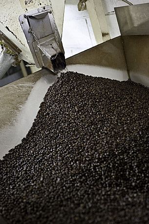 Coffee Processing