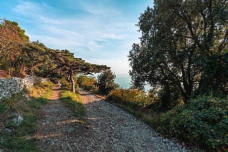 Sentiero della Salvia - Carso