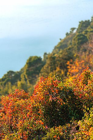 Sentiero della Salvia - Carso