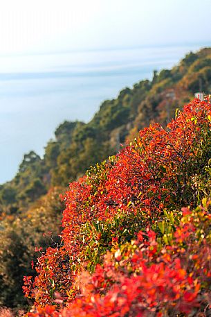 Sentiero della Salvia - Carso