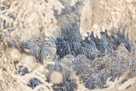 First light on the snow-capped forest