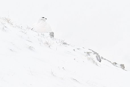 Snow Grouse