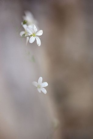 Arenaria huteri endemismo