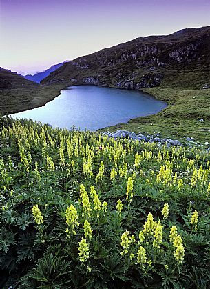 Flowers to Avostanis Lake