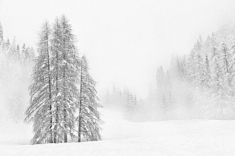 Snowy Forest