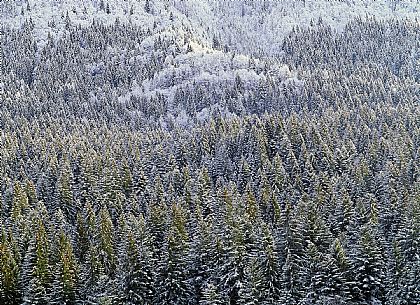 Snowy Forest