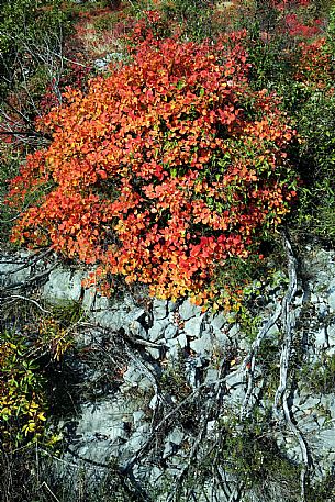 Karst in Autumn