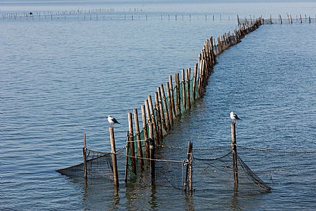 Laguna di Grado