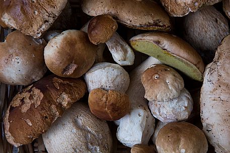 Boletus